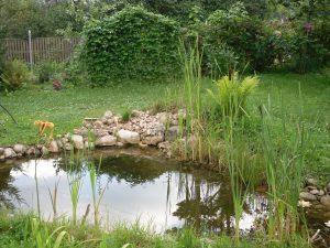 Пруд на даче